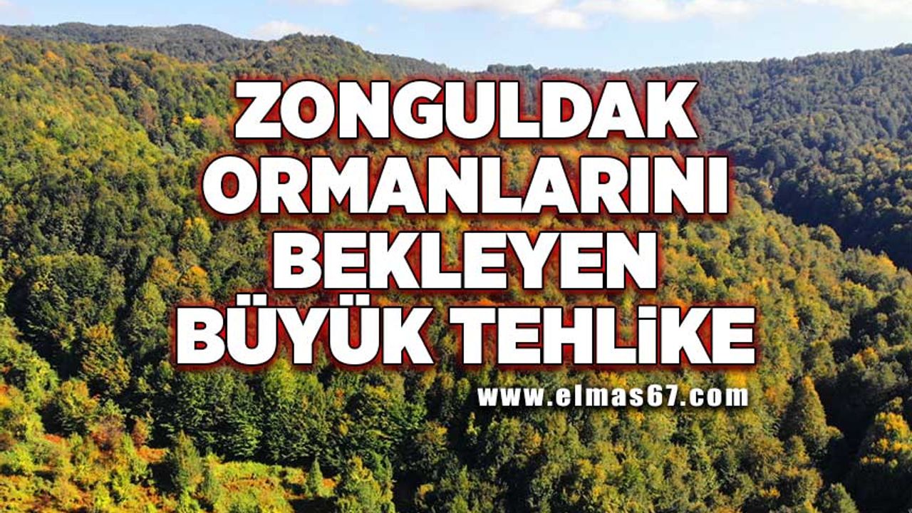 Zonguldak ormanlarını bekleyen büyük tehlike!
