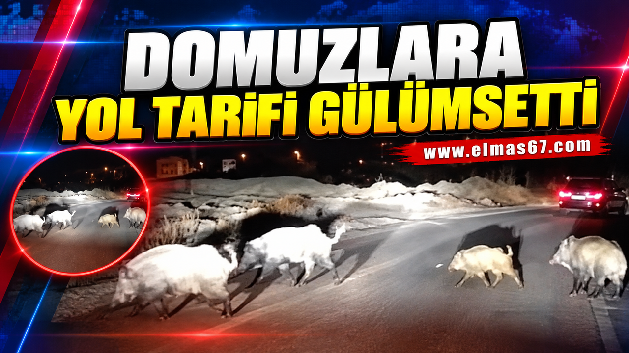 Yaban Domuzuna Yol Tarifi Veren Kadın Sürücü Gülümsetti