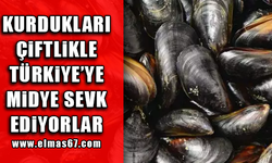 Kurdukları çiftlikle Türkiye’ye midye sevk ediyorlar
