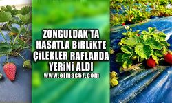 Zonguldak'ta hasatla birlikte çilekler raflarda yerini aldı