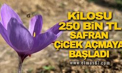 Kilosu 250 bin liradan satılacak olan safran çiçek açmaya başladı