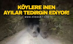 Zonguldak’ta köylere inen ayılar tedirgin ediyor