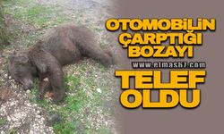 Otomobilin çarptığı bozayı telef oldu