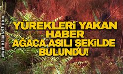 Yürekleri yakan haber! Ağaca asılı şekilde bulundu!