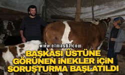 Başkası üzerine görünen inekler için soruşturma başlatıldı