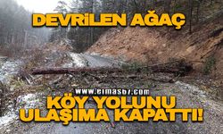 Devrilen ağaç köy yolunu ulaşıma kapattı