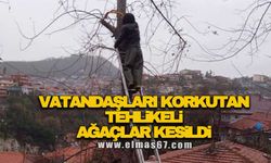 Vatandaşları korkutan tehlikeli ağaçlar kesildi