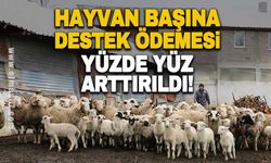 Hayvan başına destek ödemesi yüzde yüz artırıldı