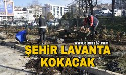 Şehir lavanta kokacak