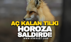 AÇ KALAN TİLKİ HOROZA SALDIRDI!