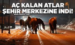 AÇ KALAN ATLAR ŞEHİR MERKEZİNE İNDİ!