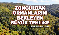 Zonguldak ormanlarını bekleyen büyük tehlike!