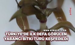 Türkiye’de ilk defa görülen yabancı bitki türü keşfedildi