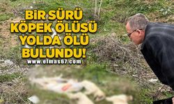 Bir sürü köpek ölüsü yolda ölü bulundu