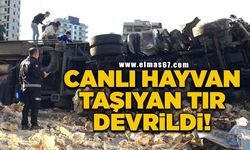 Canlı hayvan taşıyan tır devrildi