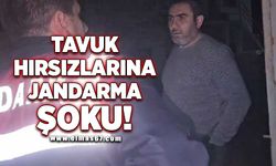 Tavuk hırsızlarına jandarma şoku