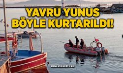 Zonguldak'ta yavru yunus böyle kurtarıldı