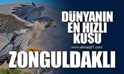 Dünyanın en hızlı kuşu Zonguldaklı!