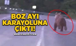 Boz ayı karayoluna çıktı!