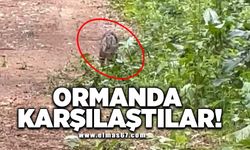 Ormanda karşılaştılar!