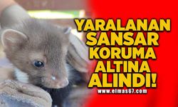 Çatıdan düşerek yaralanan sansar koruma altında