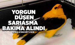 Yorgun düşen Sarıasma bakıma alındı!