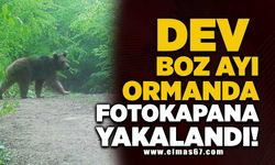 Dev boz ayı ormanda fotokapana yakalandı