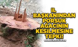 İl başkanından porsuk ağacının kesilmesine tepki!