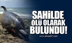 Sahilde ölü olarak bulundu!