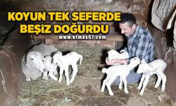 Tek seferde beşiz doğuran koyun hayrete düşürdü