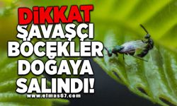 Dikkat! Savaşcı böcekler doğaya salındı