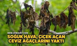 Soğuk hava, çiçek açan ceviz ağaçlarını yaktı