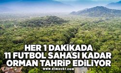 Her bir dakikada 11 futbol sahası büyüklüğünde orman tahrip ediliyor
