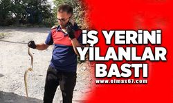 İş yerini yılanlar bastı!