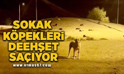 Sokak köpekleri dehşet saçıyor!