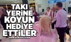 Takı yerine koyun hediye ettiler