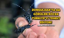 Zonguldak’ta da görülen böcek Türkiye’yi tehdit ediyor!