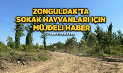 Sokak hayvanları doğal yaşam alanına kavuşuyor