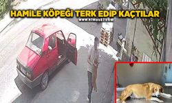 Hamile köpeği kaderine terk edip kaçtılar