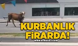 Kurbanlık firarda!