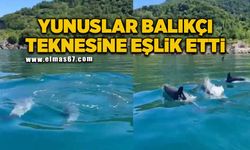 Yunuslar, balıkçı teknesine eşlik etti