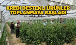 Kredi destekli seralardan ilk ürünler alınmaya başladı