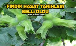 Fındık hasat tarihleri belli oldu