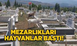 Mezarlıklar küçükbaş hayvanların otlaklığı oldu