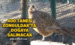 Zonguldak’ta 400 sülün doğaya salınacak