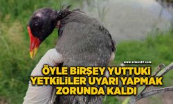 Saz Tavuğunun boğazında olta iğnesi çıkarıldı