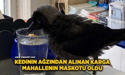 Kedinin ağzından alınan karga mahallenin maskotu oldu