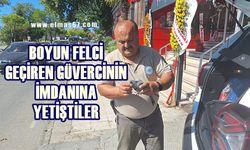 Boyun felci geçiren güvercini veterinere yetiştirmek için zamanla yarıştılar!