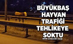 Ahırdan kaçan büyükbaş hayvan trafiği tehlikeye soktu