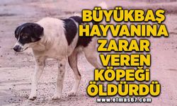 Büyükbaş hayvanına zarar veren köpeği öldürdü